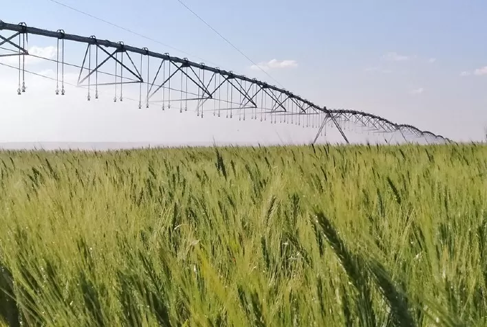 Irrigação estratégica do trigo no Cerrado reduz emissões de gases de efeito estufa e mantém alta produtividade