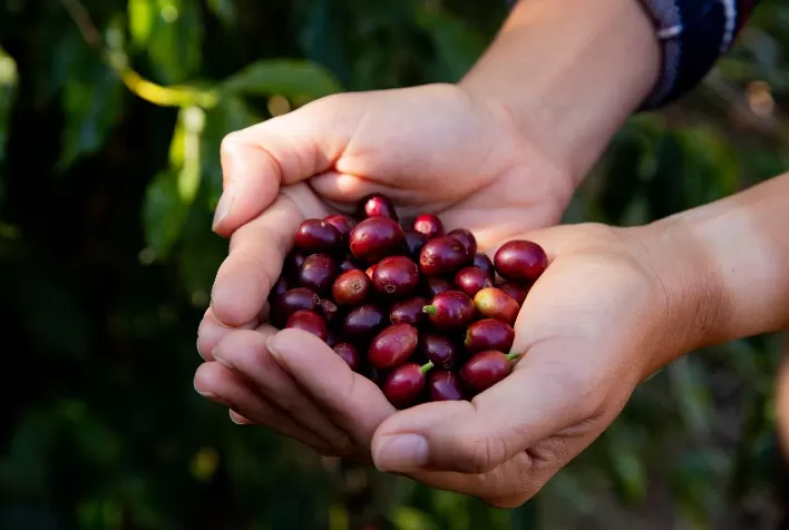 Itaú BBA projeta safra maior de café em 2026, mas alerta para riscos climáticos e volatilidade no mercado