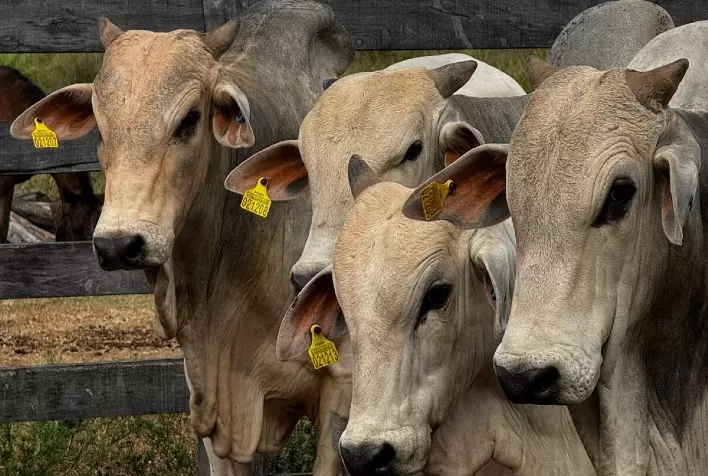 Pará adia rastreamento obrigatório de gado para 2030 e preocupa ambientalistas