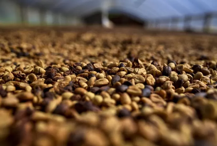 Produção brasileira de café deve alcançar 56,5 milhões de sacas em 2025 impulsionada por safra recorde de conilon