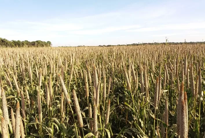Milheto granífero ganha espaço na 2ª safra e se consolida como alternativa segura ao milho em 2025