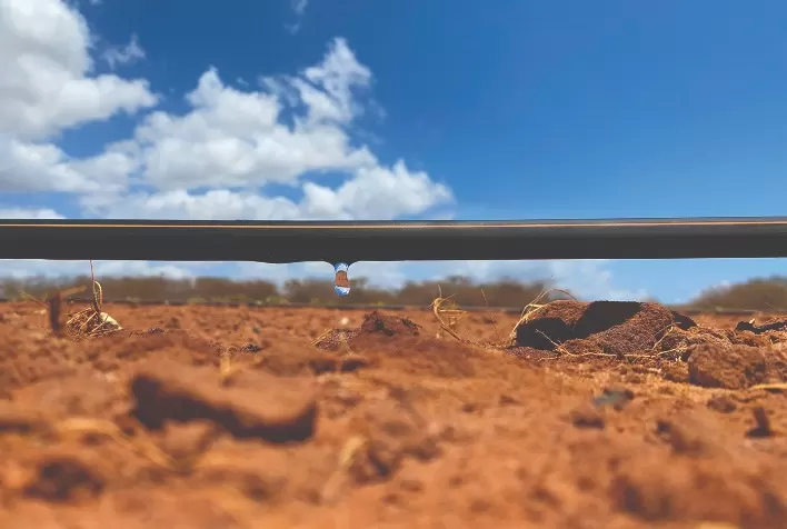Como evitar o entupimento de mangueiras na irrigação por gotejamento e garantir eficiência na lavoura