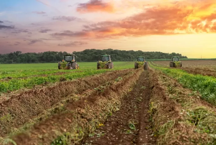 Brasil se Torna 3º Maior Produtor Mundial de Amendoim com Produtividade de 3,8 t/ha