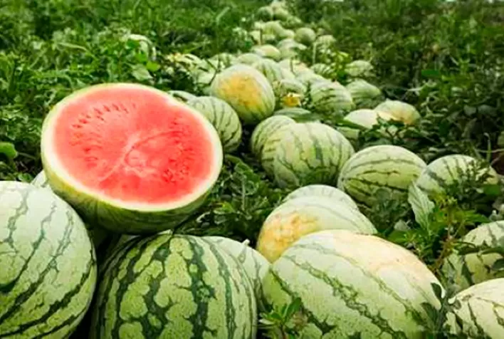Plantio de melancia avança no RS; áreas sem irrigação podem sofrer perdas