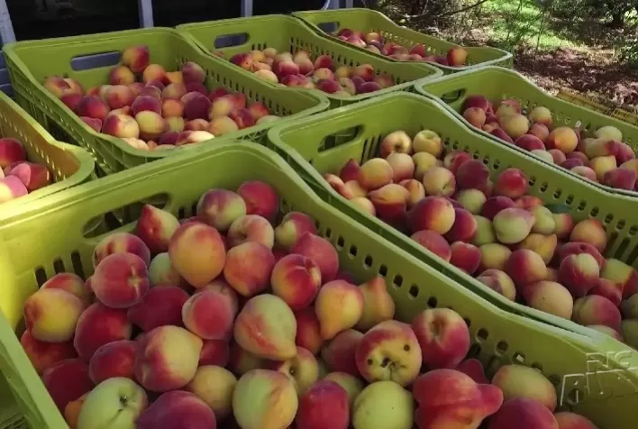 Colheita de pêssegos avança no RS com variação de preços e preocupação com mosca-das-frutas