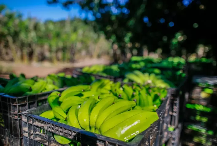 Baixa oferta e melhora na qualidade elevam preço da banana no Vale do Ribeira