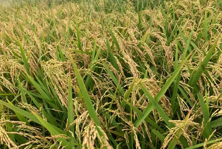 Plantio de Arroz no Rio Grande do Sul Alcança 94,2% da Área Prevista, Aponta Irga