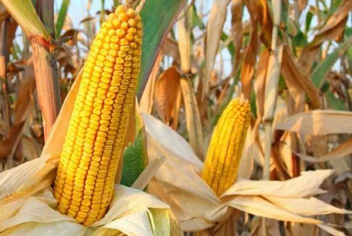 Produtores antecipam contratação de seguro para a safrinha de milho diante de clima incerto