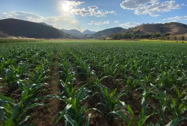 Plantio do milho verão ultrapassa 70% no Brasil, com destaque para o avanço em Minas Gerais e Sul do país