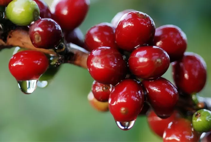 Chuvas trazem otimismo ao setor cafeeiro, mas mercado segue volátil e exportações caem em volume