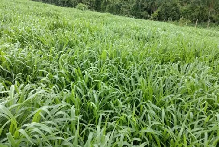 Baixa umidade reduz crescimento das pastagens e preocupa pecuaristas no Rio Grande do Sul
