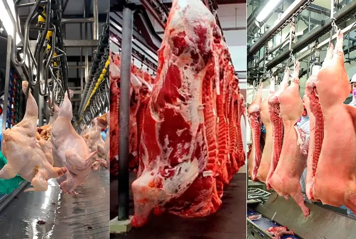 Produção animal brasileira bate recorde no 3º trimestre de 2025, aponta IBGE