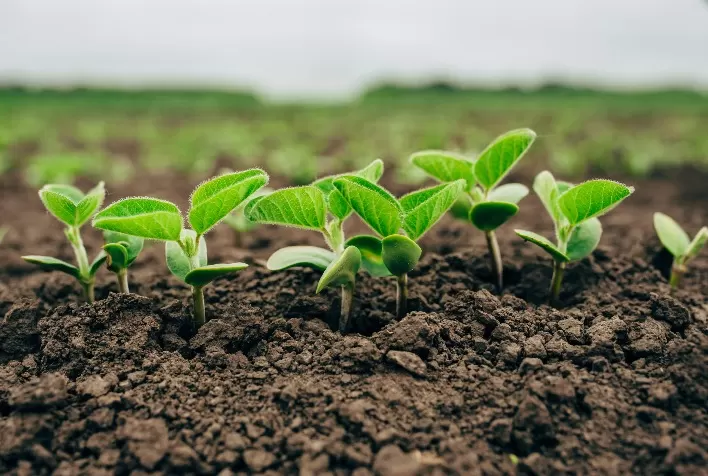 Mato Grosso conclui plantio da soja 2025/26 após estiagem afetar ritmo