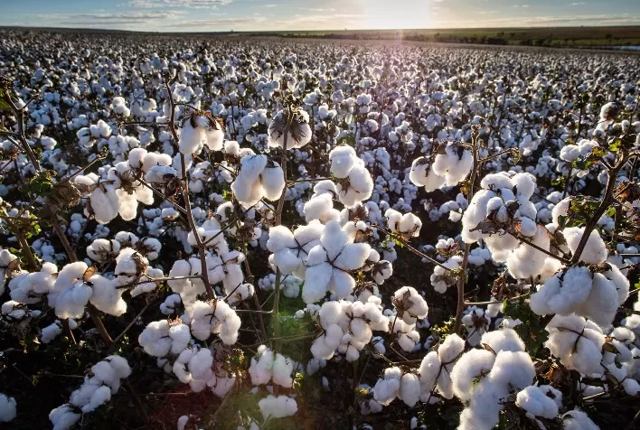 Clima favorável acelera plantio de algodão na Bahia e mantém produtividade da safra 2025/26