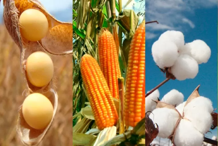 USDA mantém estimativas para soja e algodão e revisa alta na produção global de trigo e milho em dezembro