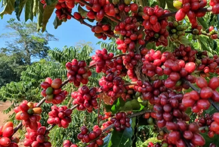 Café tem alta nas bolsas internacionais com queda nas exportações brasileiras e clima favorável às lavouras