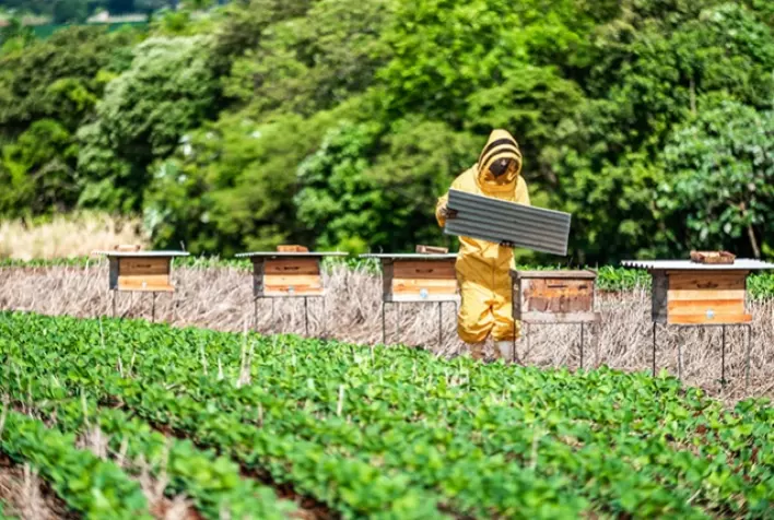 BASF Promove Integração entre Sojicultores e Apicultores para Impulsionar Agricultura Sustentável no RS