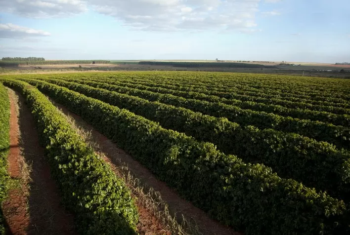Parceria entre Serasa Experian e Coocacer garante R$ 780 milhões em café sustentável no Cerrado Mineiro