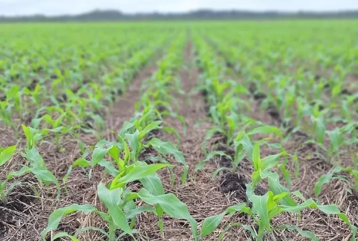 Nova mistura herbicida controla mais de 90% das plantas daninhas e eleva produtividade do milho, mostra pesquisa da UFPR
