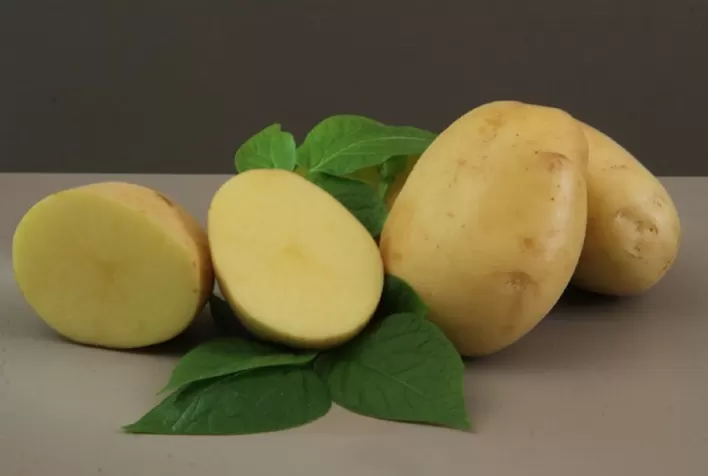 Embrapa lança nova batata ‘BRS F21 Braschips’ para a indústria de chips e batata-palha