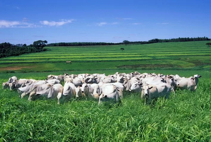 Pecuária de baixo carbono avança no Brasil com manejo eficiente de pastagens e uso de sementes de alto desempenho