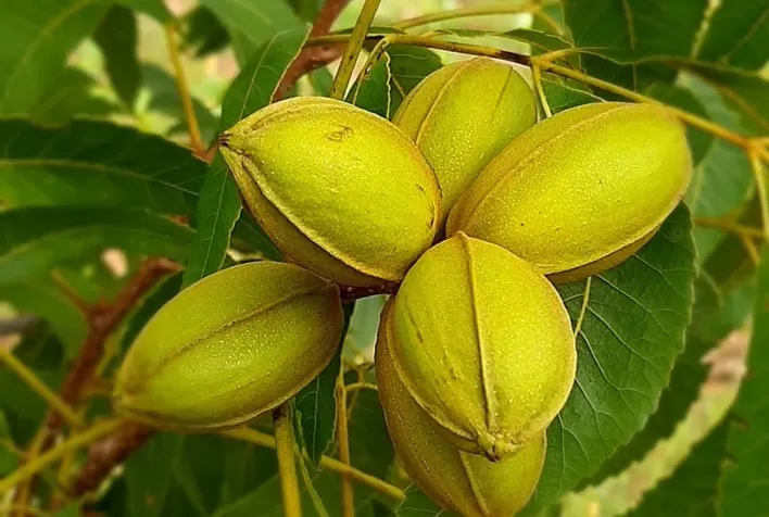 IBPecan projeta safra maior de noz-pecã em 2026 após recuperação da produção em 2025