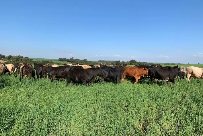 SIA encerra 2025 com resiliência e projeta retomada estruturada do agronegócio para 2026