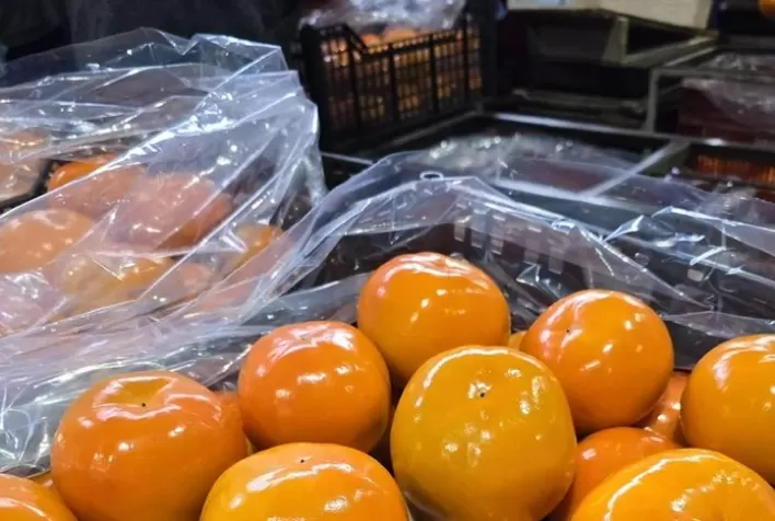 Sebrae impulsiona exportação de frutas na Serra Gaúcha com projetos de qualificação e certificação internacional