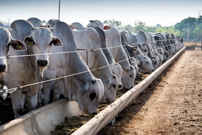 Confinamento de bovinos deve manter rentabilidade positiva no início de 2026, aponta Cepea