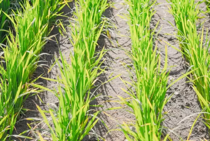 Semeadura do arroz avança no RS e garante cenário mais equilibrado entre regiões produtoras