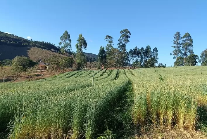 Silagem de trigo forrageiro impulsiona produtividade e reduz custos na pecuária do Vale do Jequitinhonha