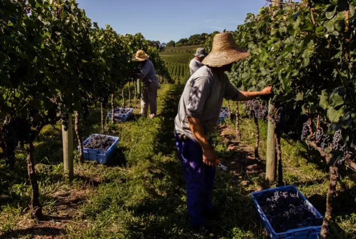 Colheita de uvas avança no Rio Grande do Sul em meio a preocupação com o déficit hídrico