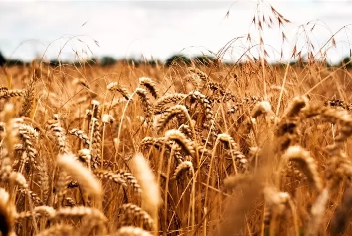 Mercado de trigo mantém estabilidade no Sul do Brasil com ritmo lento nas negociações