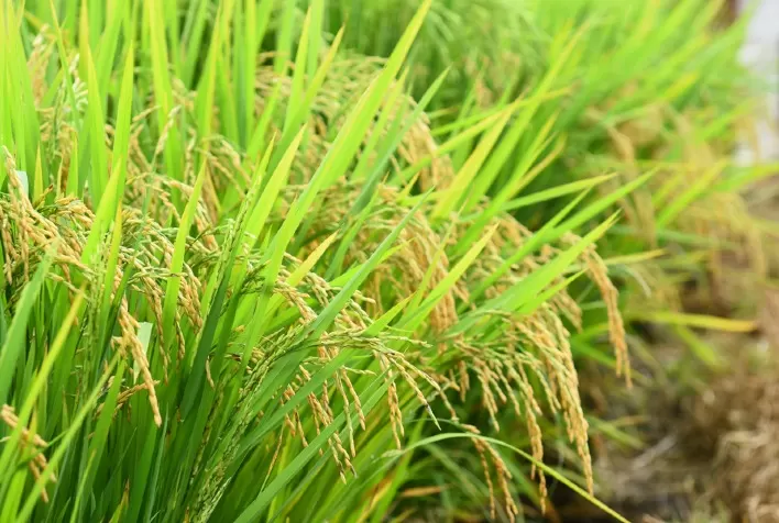 USDA reduz estimativa da safra brasileira de arroz para 11,17 milhões de toneladas em 2025/26