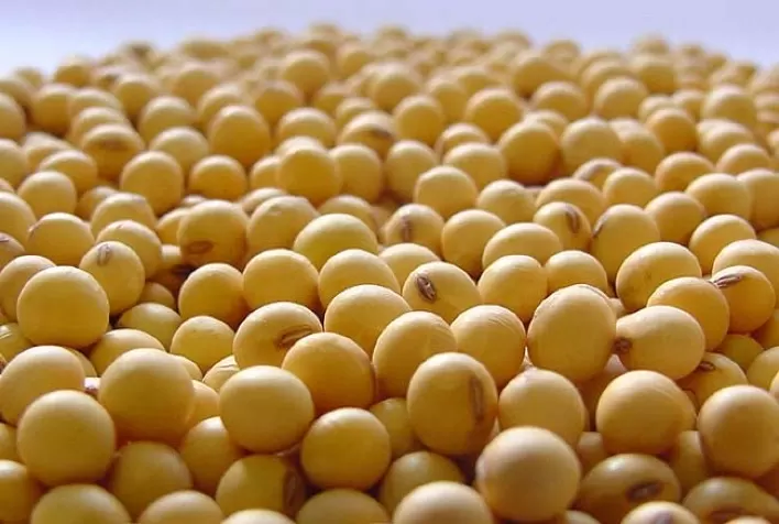 Avanço das sementes não certificadas ameaça produtividade e competitividade da soja no Brasil