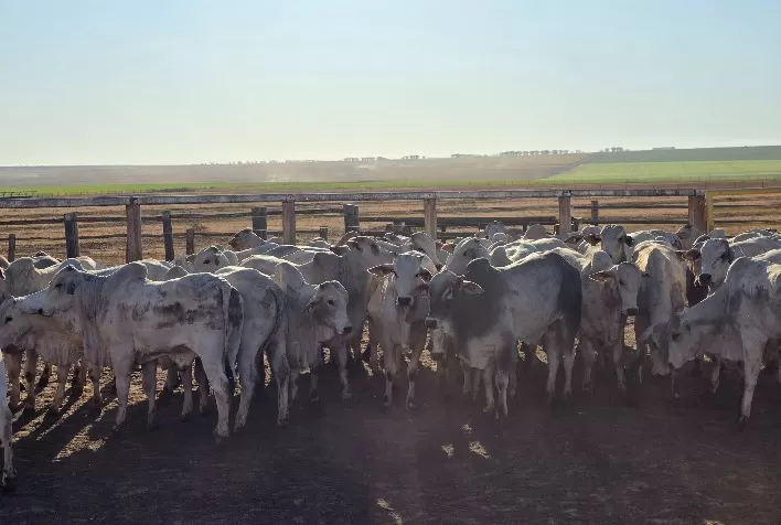 Calor extremo e La Niña elevam riscos sanitários na produção animal e exigem avanços em biossegurança