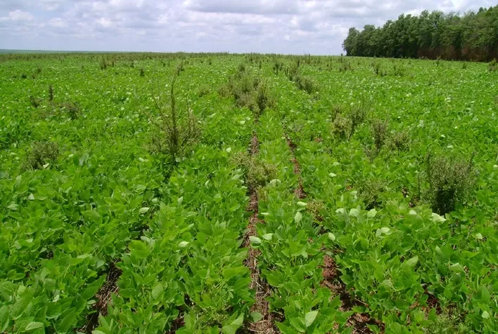 Bactéria da Caatinga inspira novo bioherbicida contra planta daninha resistente no Brasil