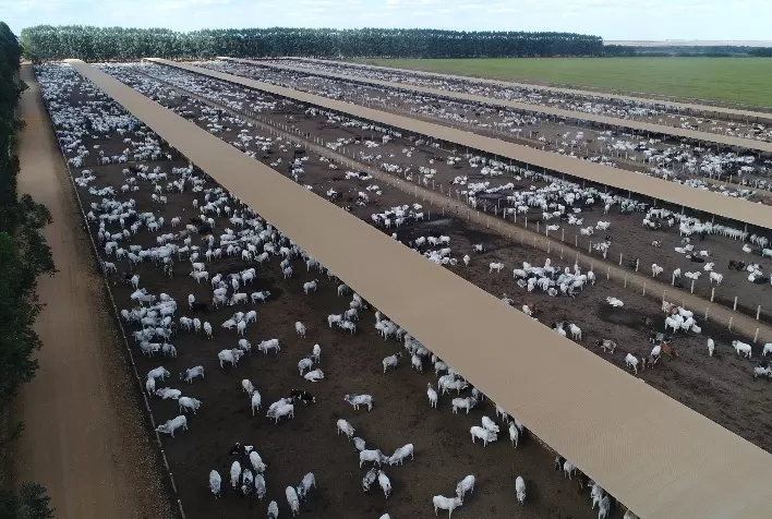 Expansão do confinamento bovino exige manejo estratégico durante o período chuvoso