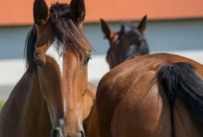 Manejo de verminoses em equinos: a importância de protocolos por categoria animal