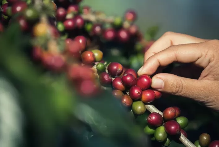 Irrigação pós-colheita é essencial para fortalecer o cafeeiro e aumentar produtividade