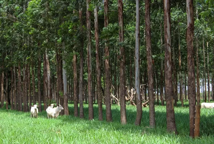 Brasil Lidera Inovação na COP30 e consolida Agro de Baixo Carbono como Modelo Global