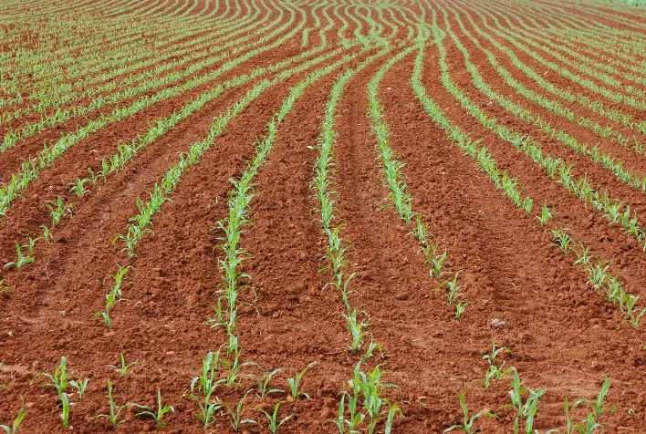 Safrinha 2024: Manejo Antecipado na Colheita da Soja é Chave para o Sucesso do Milho de Inverno
