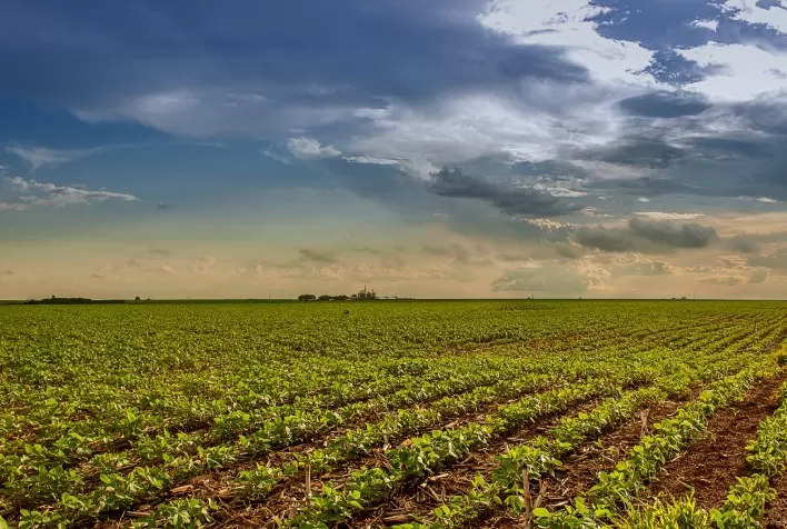 Soja 2025/26: prazo final para plantio em Goiás encerra em 2 de janeiro; produtores devem cadastrar lavouras até 17 de janeiro