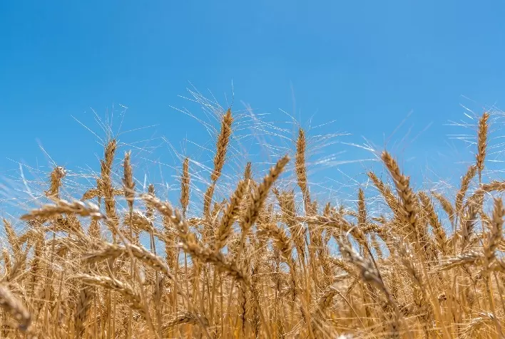 Trigo: preços caem em 2025 mesmo com menor área cultivada, aponta Cepea