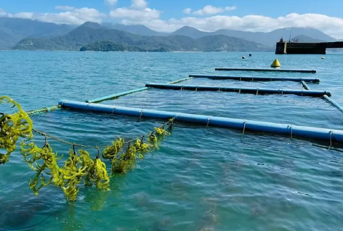 Instituto de Pesca reforça compromisso com inovação e sustentabilidade no setor aquícola em 2026