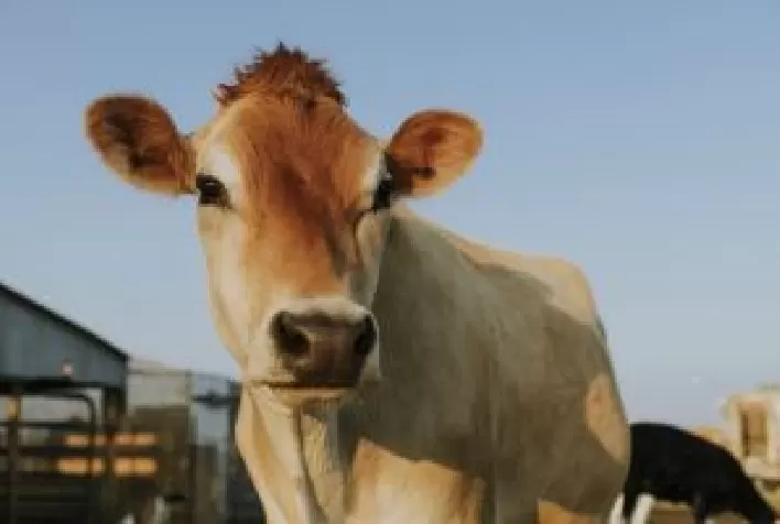 Especialista desmonta 5 mitos sobre o consumo de carne bovina e alerta para riscos da desinformação alimentar