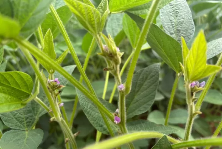 Produtividade da Soja: Como o Manejo no Florescimento Garante uma Colheita Recorde
