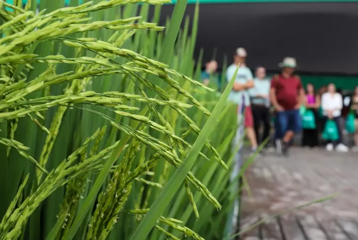 Inscrições abertas para a 36ª Abertura Oficial da Colheita do Arroz e Grãos em Terras Baixas