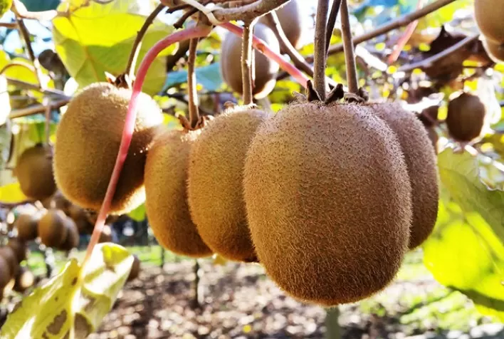 Produtores apostam em cultivares resistentes para recuperar a produção de kiwi no Rio Grande do Sul