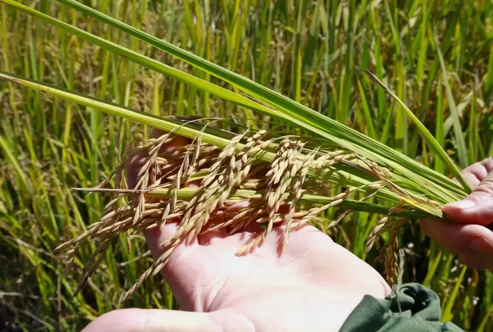Cadeia do arroz em Santa Catarina deve enfrentar novo ano de desafios antes da recuperação
